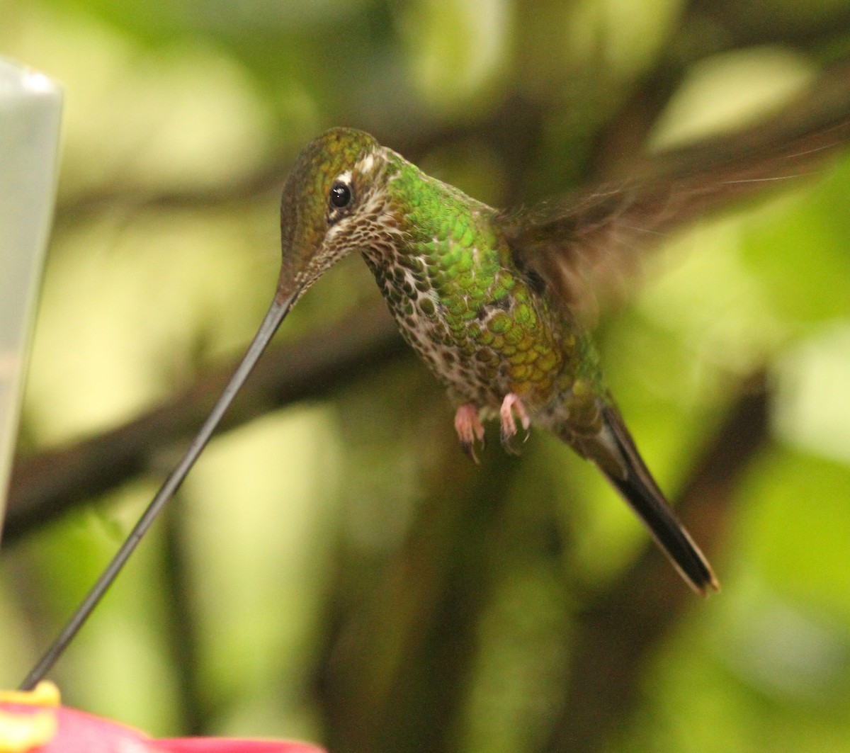 Sword-billed Hummingbird - ML47615551