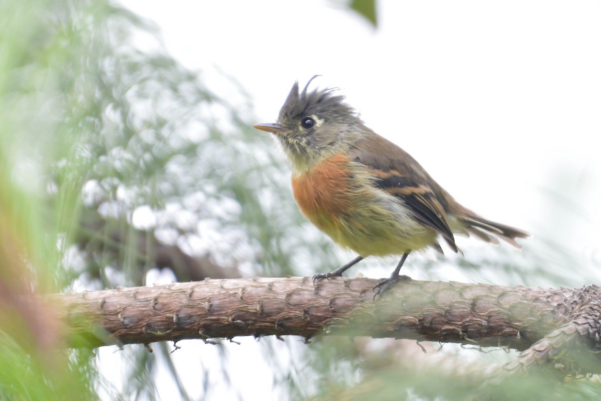 Belted Flycatcher - ML476155931