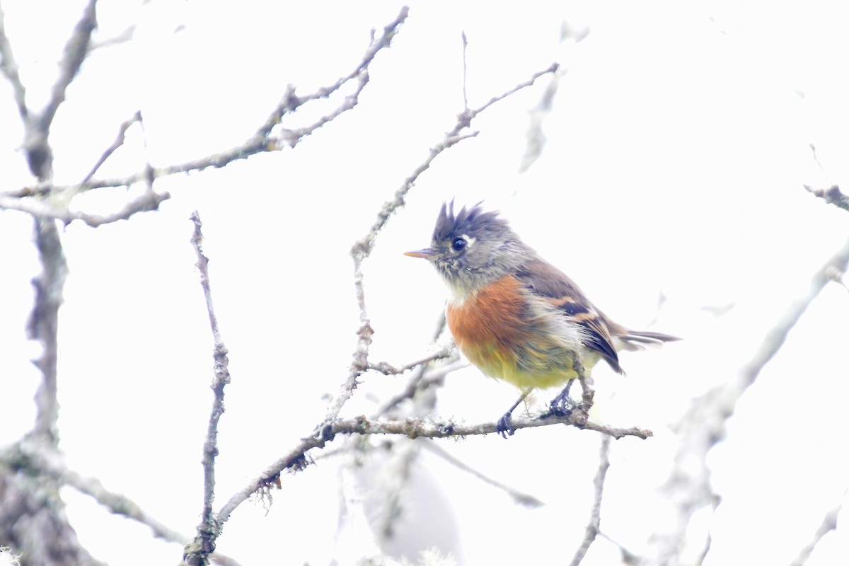 Belted Flycatcher - ML476156121
