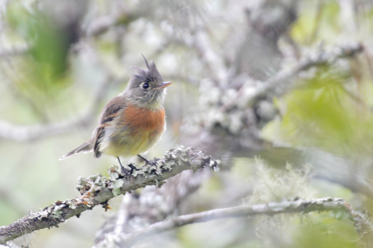 Belted Flycatcher - ML476156201