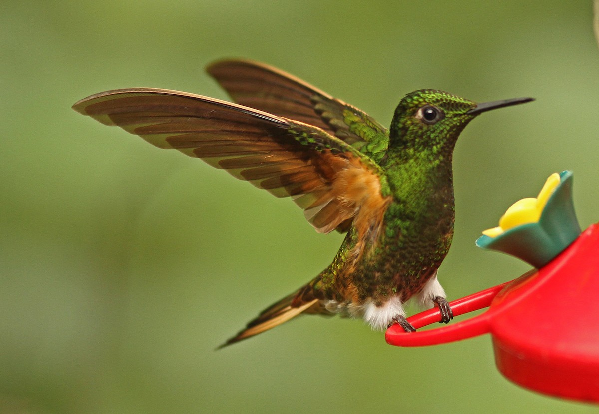 kolibřík žlutoocasý - ML47615681