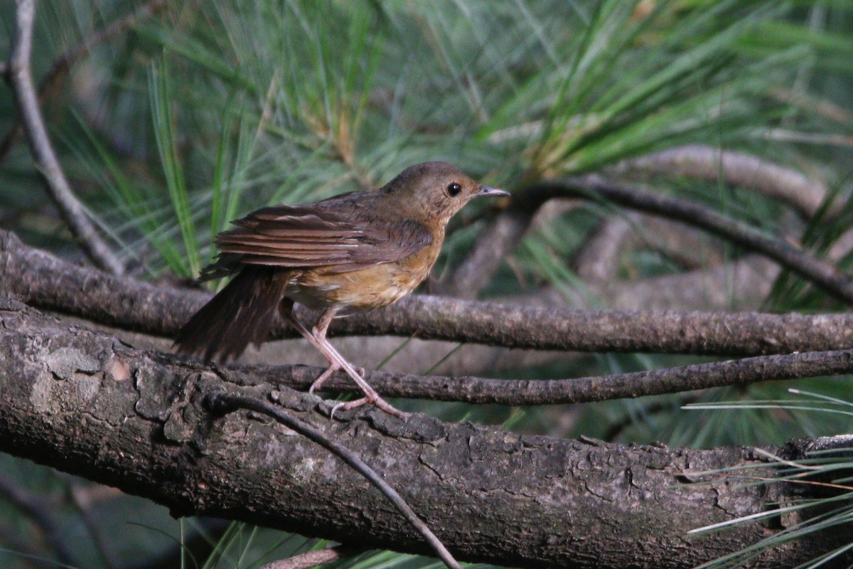 Indian Blue Robin - ML476157101