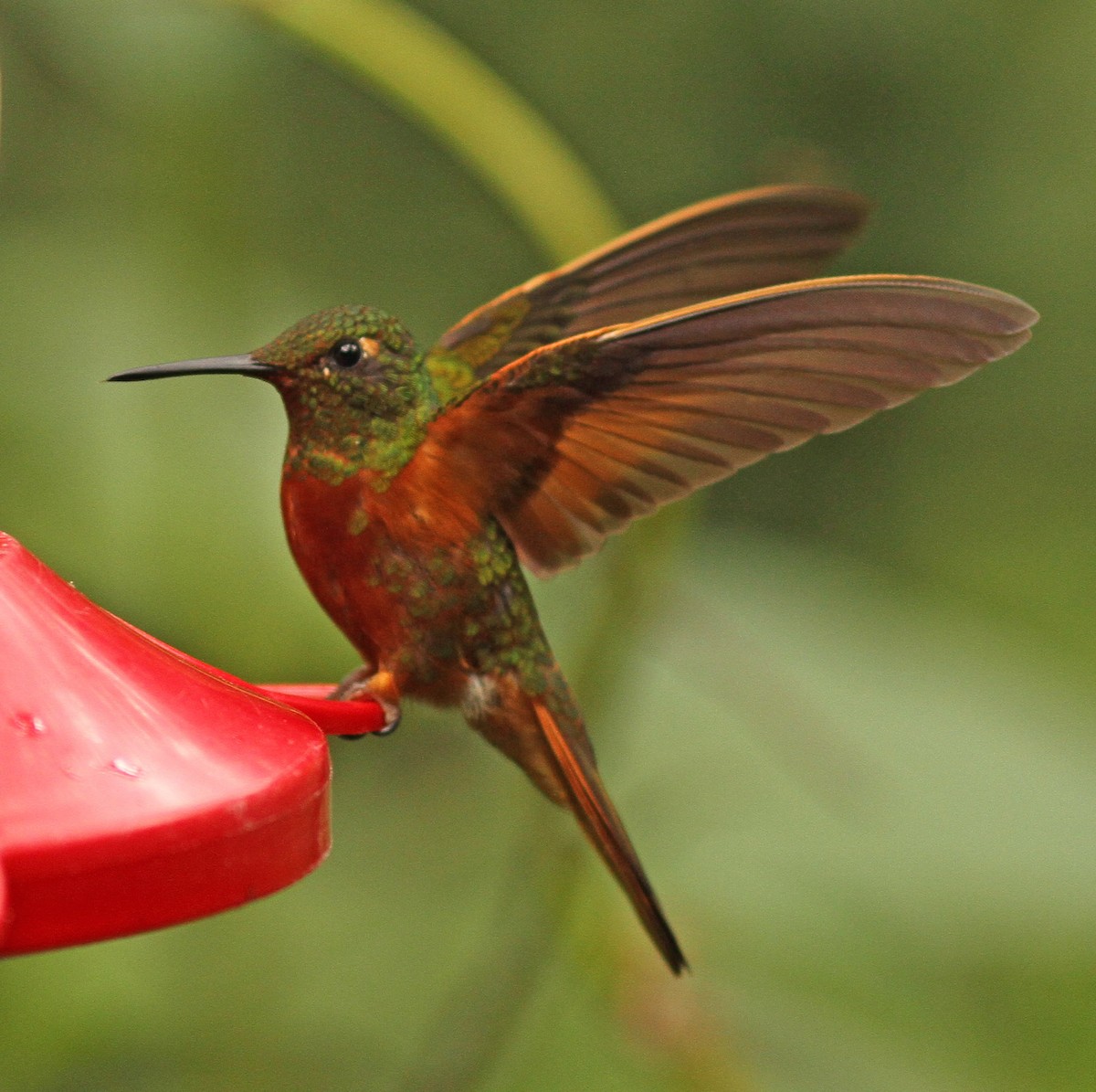 Chestnut-breasted Coronet - ML47615761