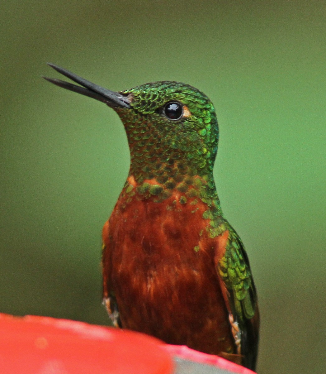 kolibřík peruánský - ML47615781