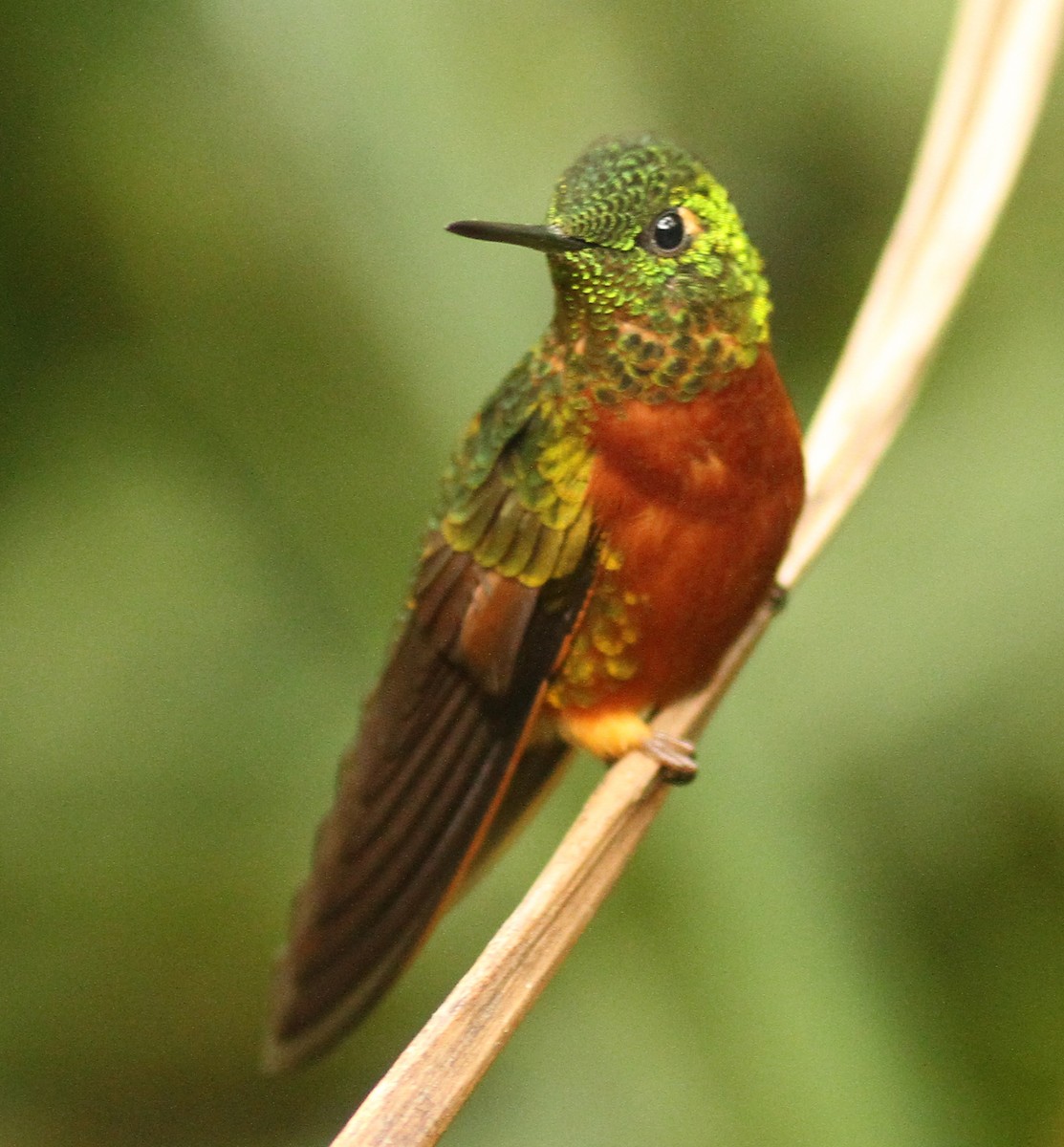 kolibřík peruánský - ML47615791