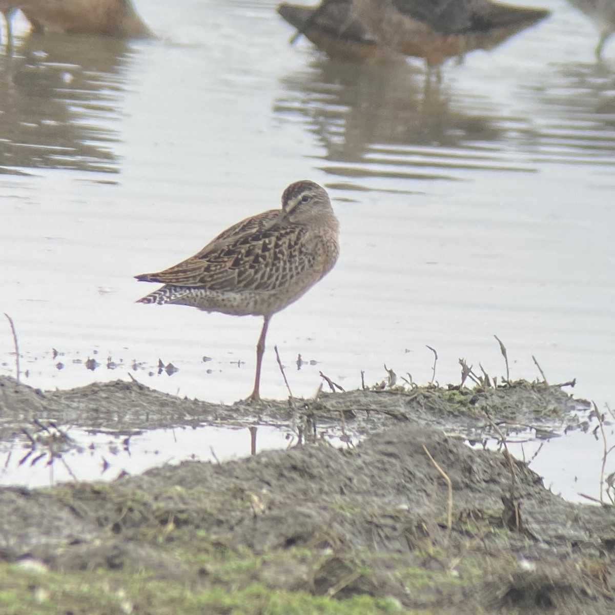 Short-billed Dowitcher - ML476157941