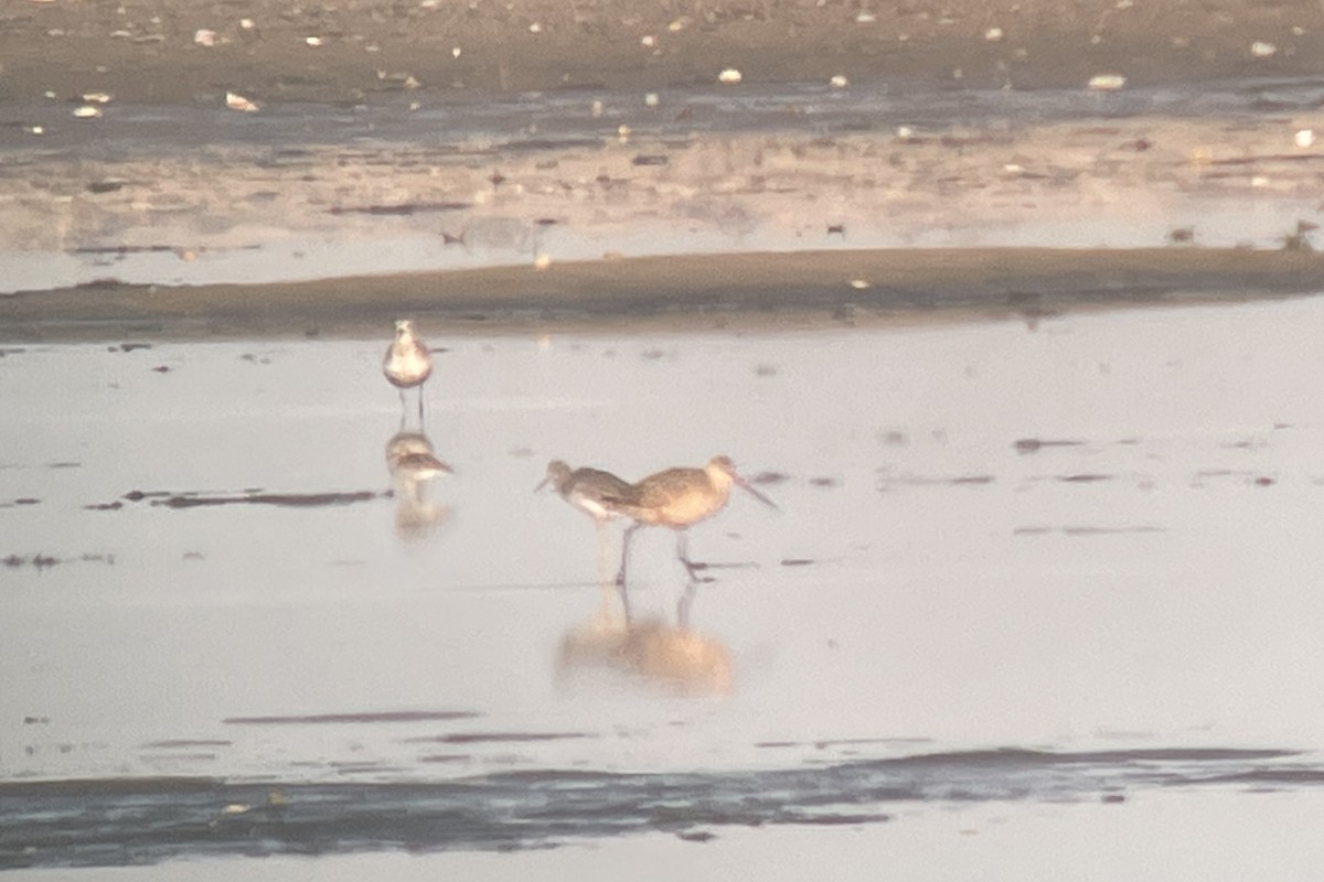 Marbled Godwit - Valerie Burdette