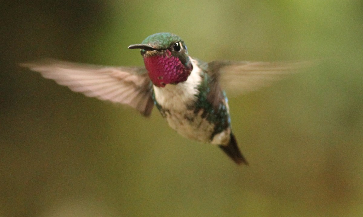 White-bellied Woodstar - ML47615831