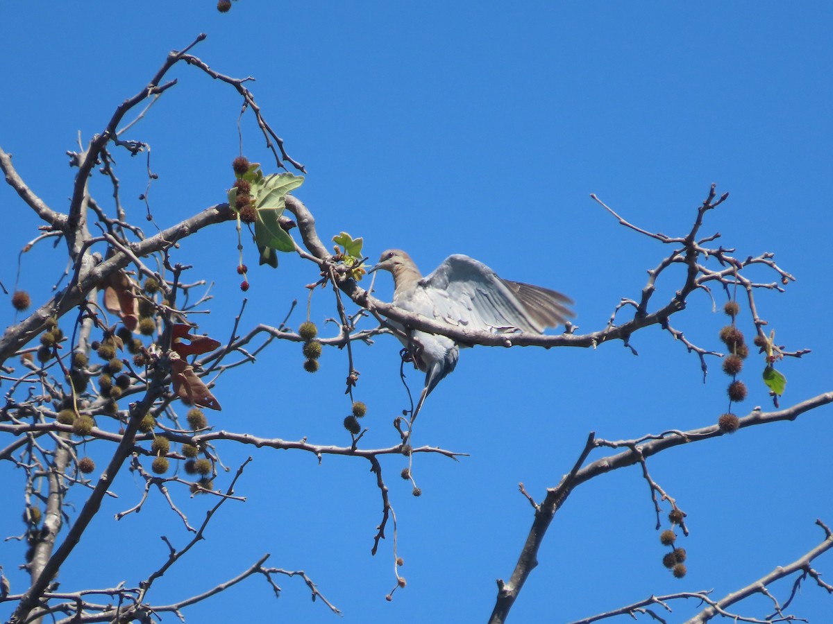 White-winged Dove - ML476158561