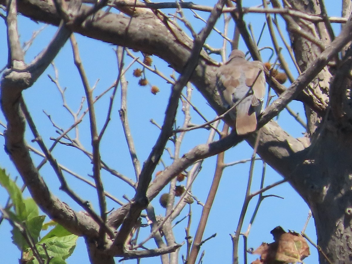 White-winged Dove - ML476158661