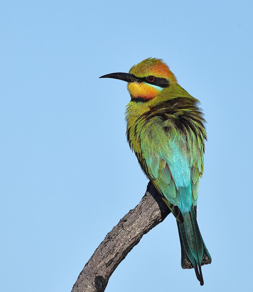 Rainbow Bee-eater - ML476160571