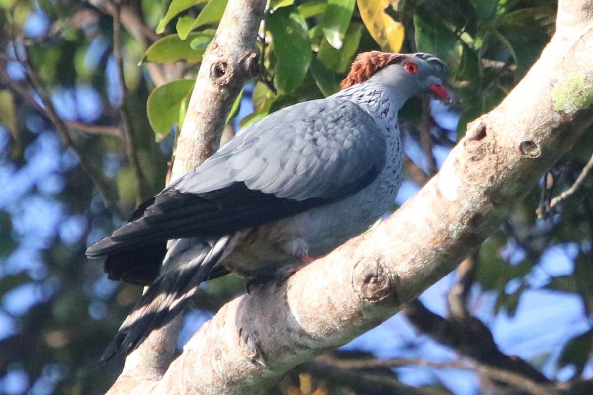 Topknot Pigeon - ML476160701