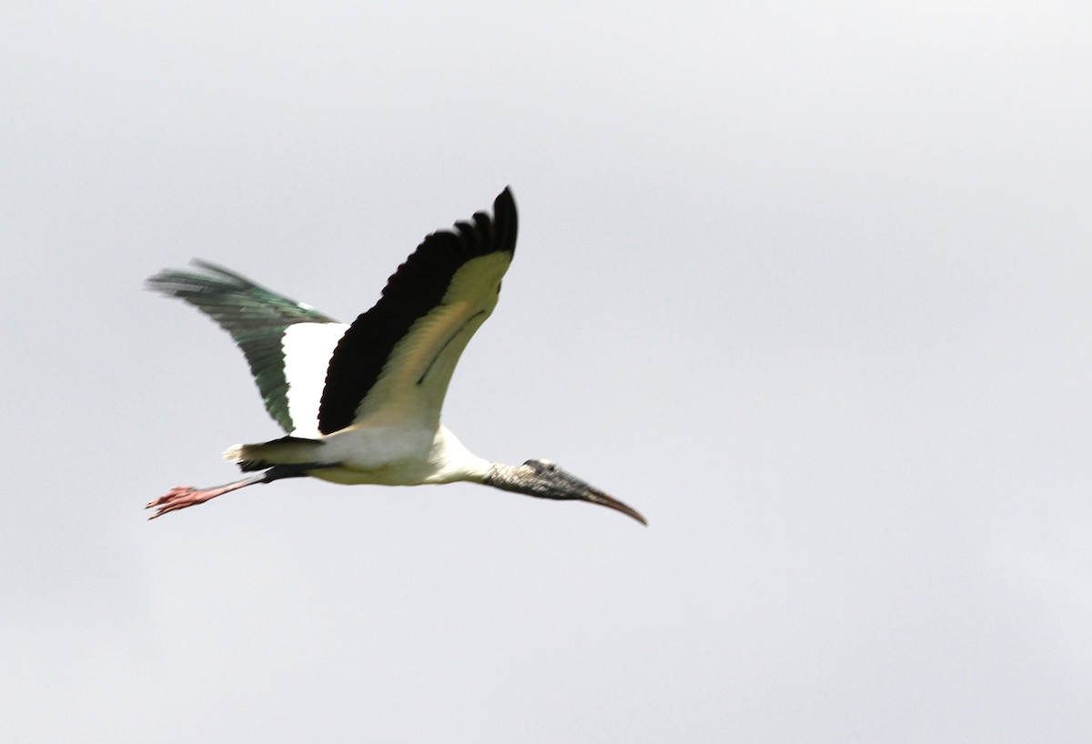 Wood Stork - Georges Duriaux