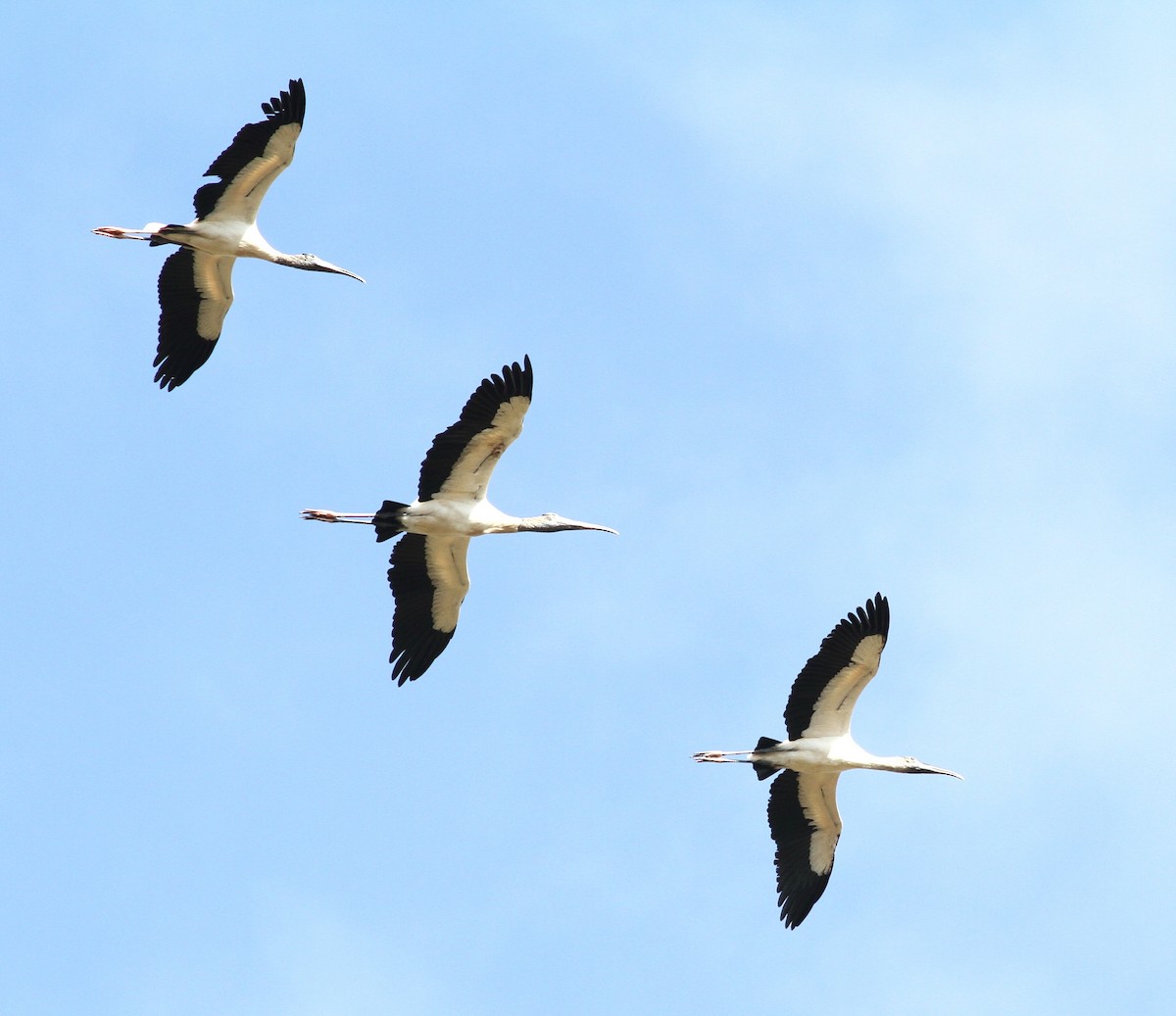 Wood Stork - Georges Duriaux