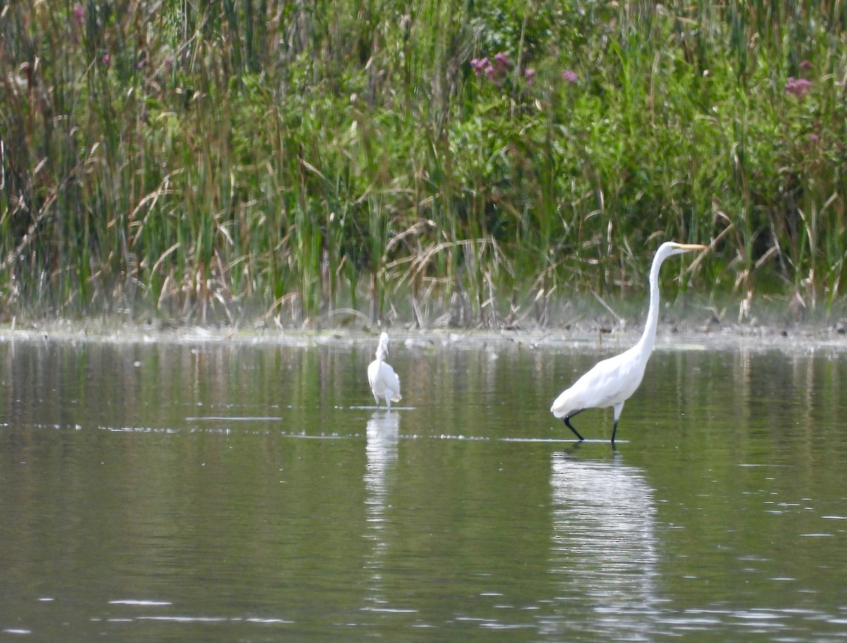 Great Egret - ML476162551