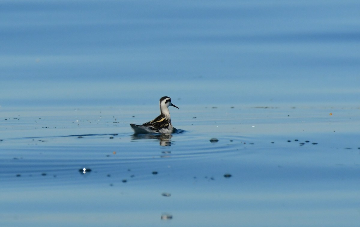 Phalarope à bec étroit - ML476162971