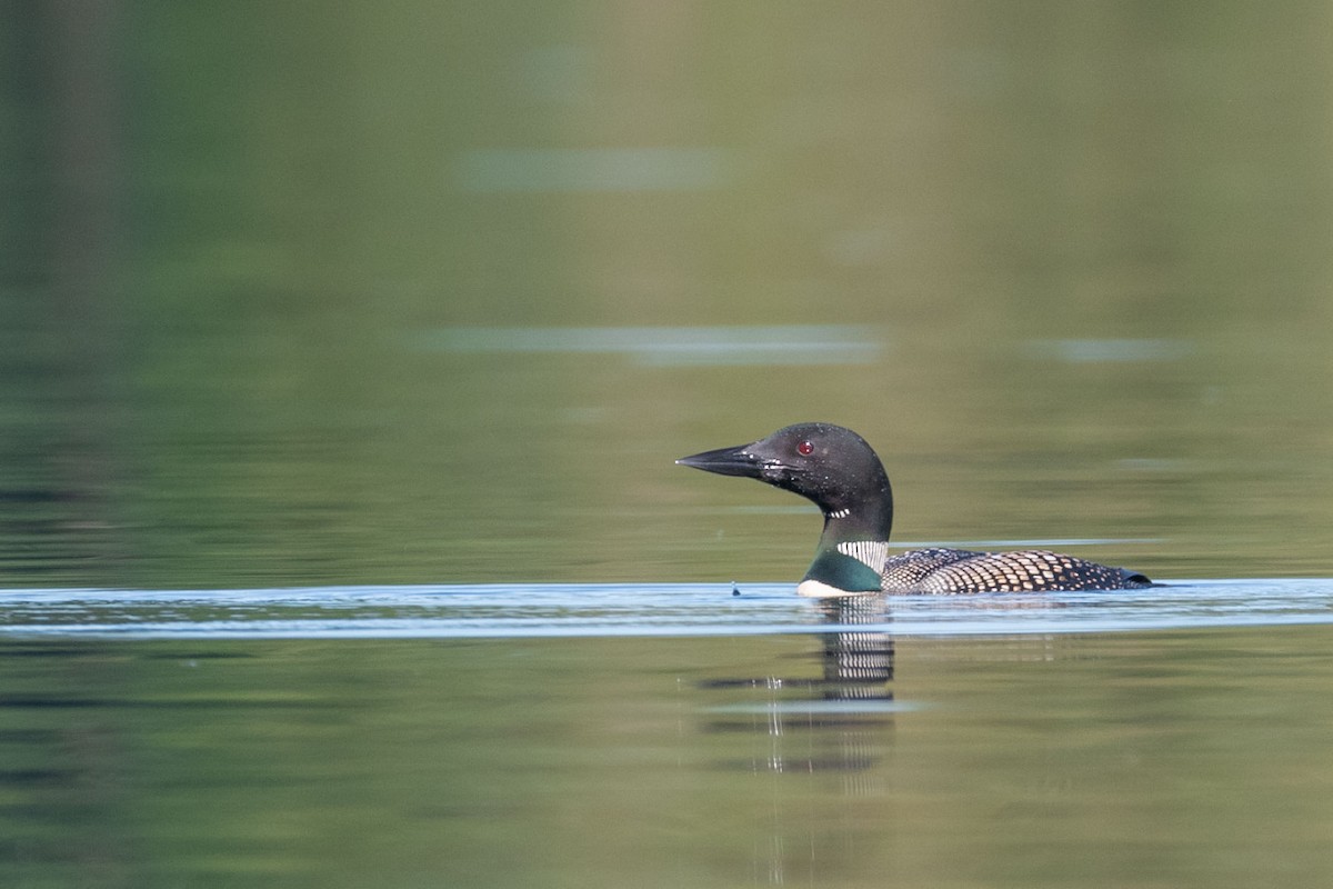 Common Loon - Anne Spiers