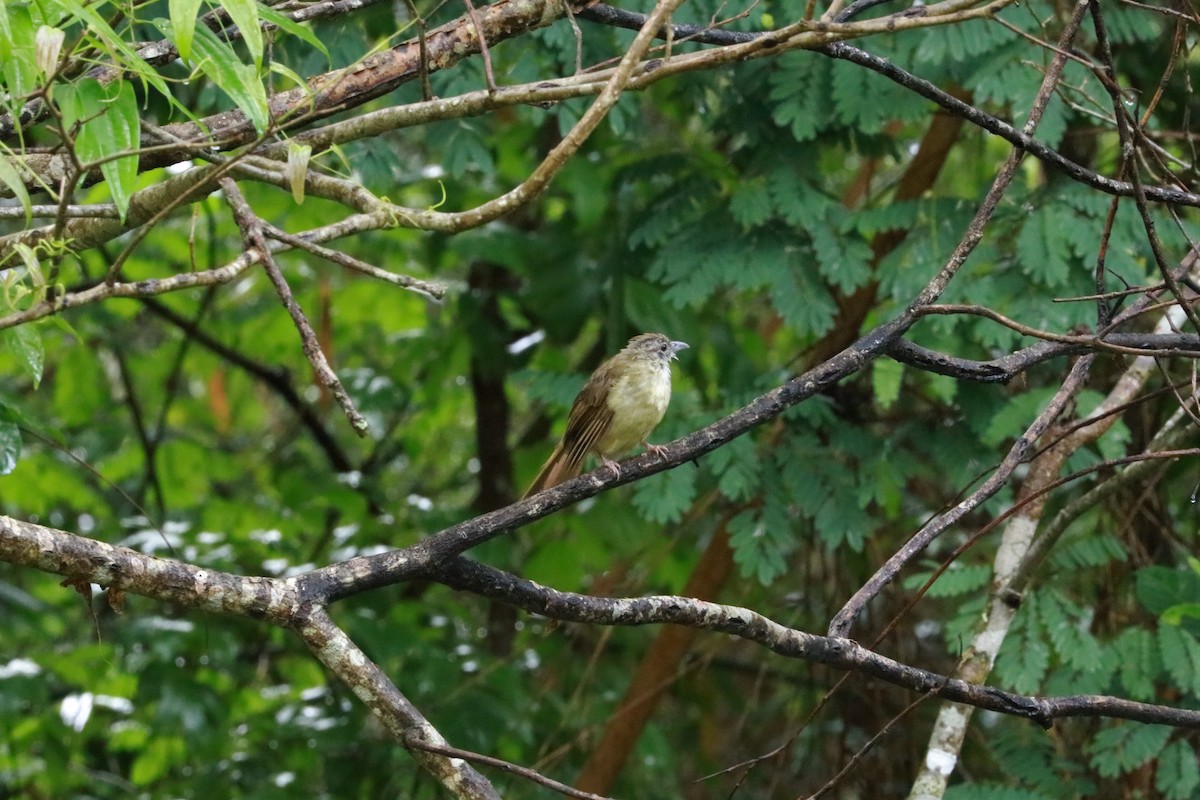 Bulbul pâle - ML476165581