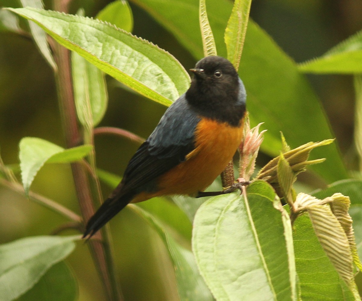 Blue-backed Conebill - ML47616571