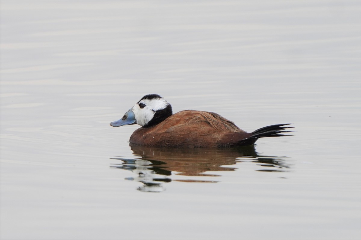 White-headed Duck - ML476166521