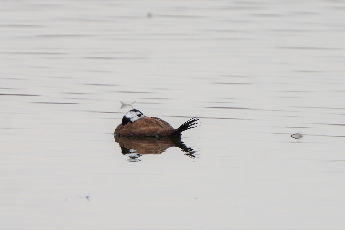 White-headed Duck - ML476166531