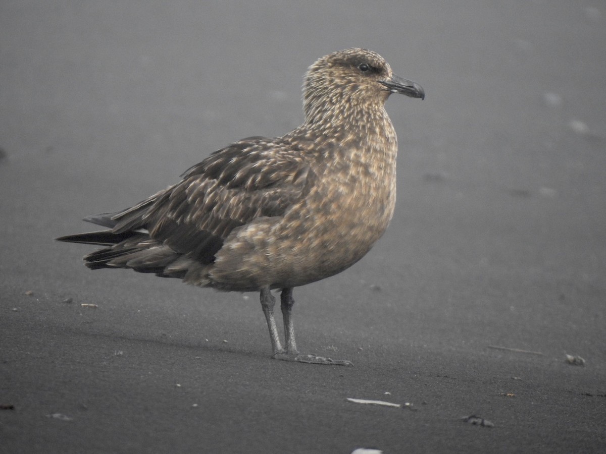 Great Skua - Jochen Lebelt