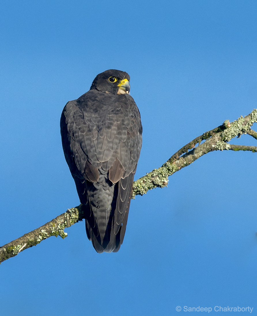Peregrine Falcon (Shaheen) - ML476167731