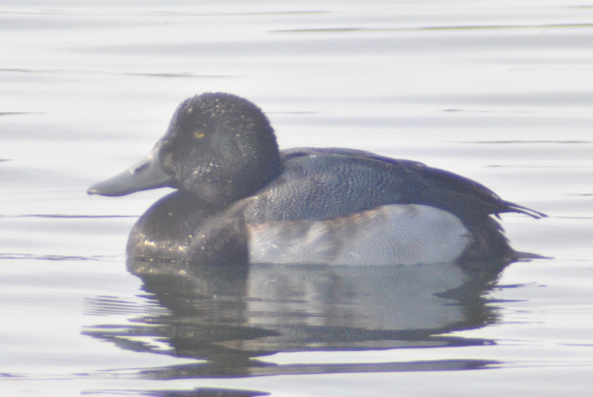 Greater Scaup - ML47616781