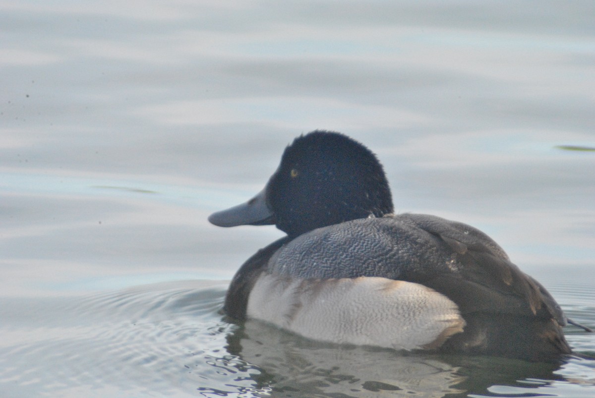 Greater Scaup - ML47616841