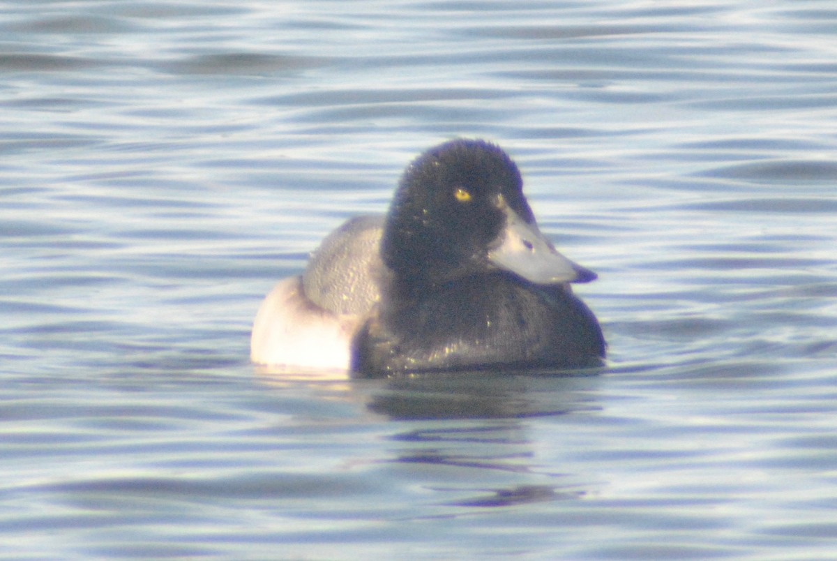 Greater Scaup - ML47616861