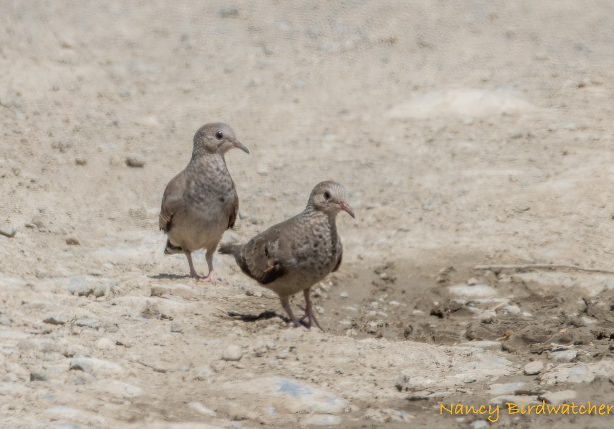 Common Ground Dove - ML476170111