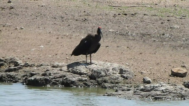 ibis bradavičnatý - ML476170801