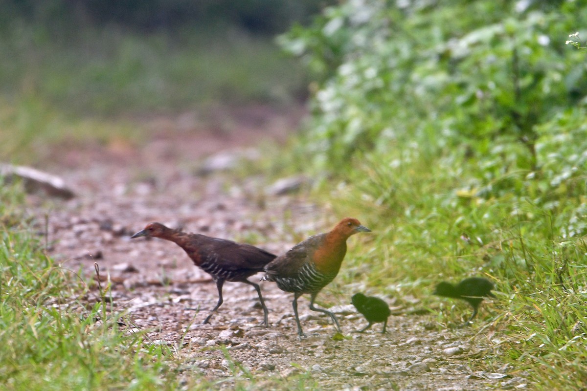 Slaty-legged Crake - ML476170841