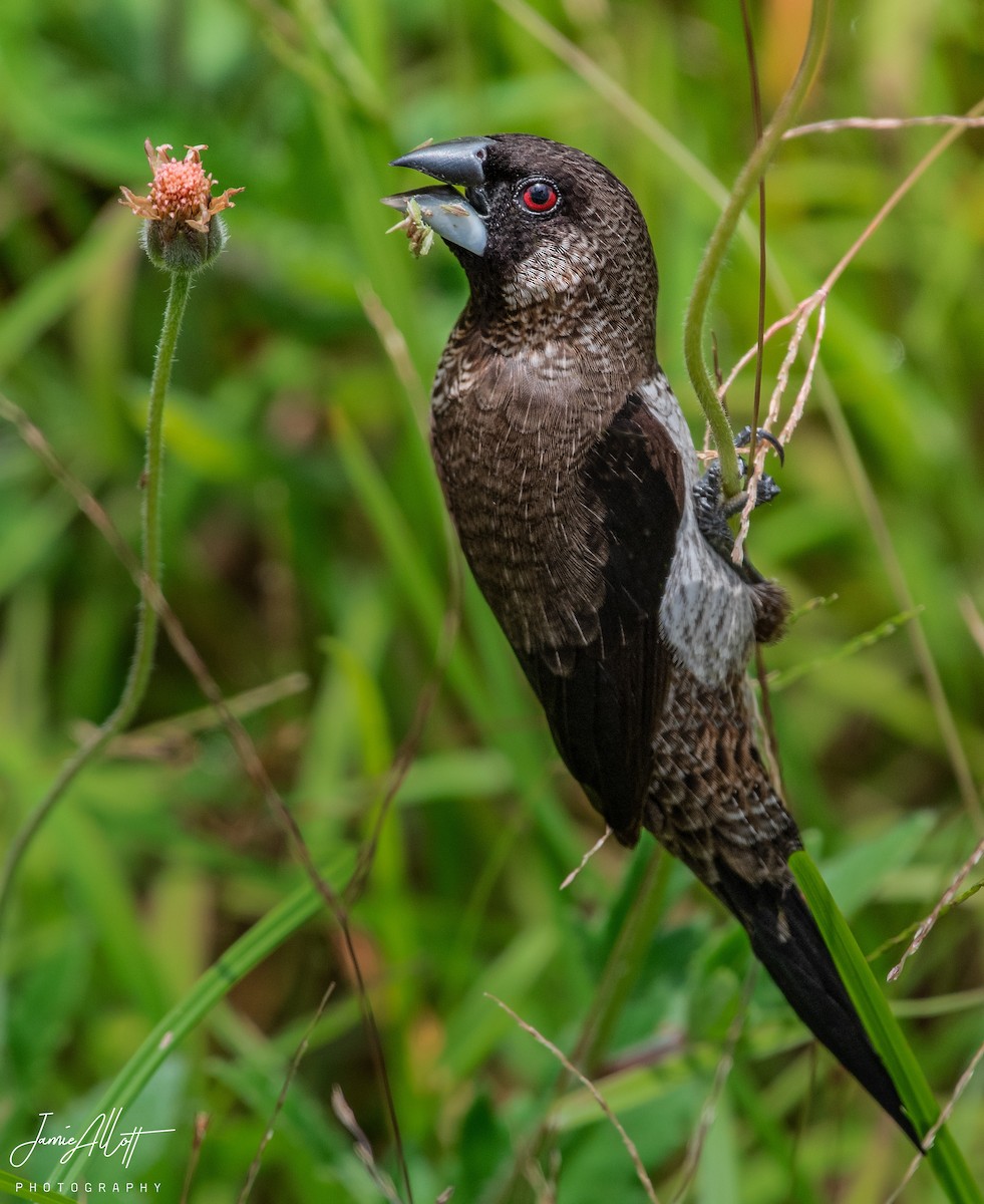 White-rumped Munia - ML476171901