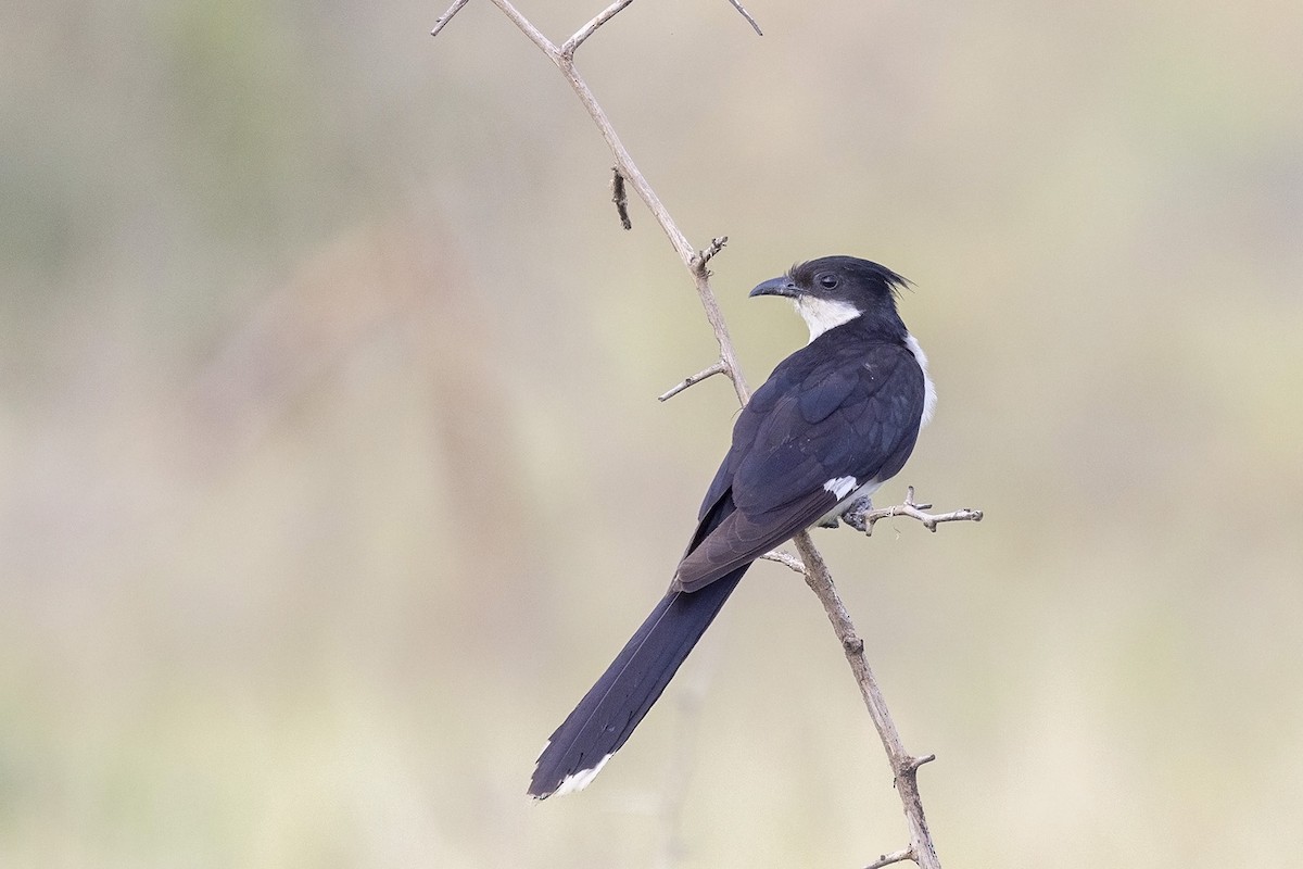 斑翅鳳頭鵑 - ML476172531