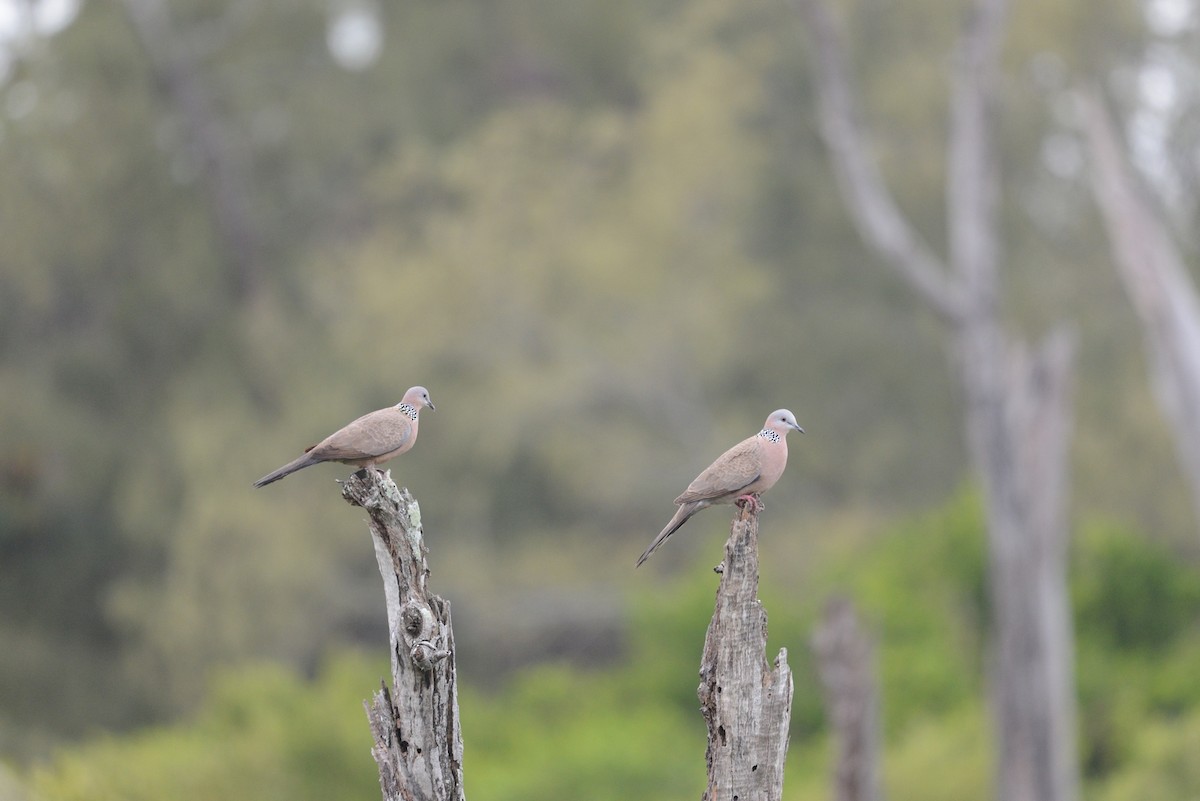 Spotted Dove (Eastern) - ML47617341