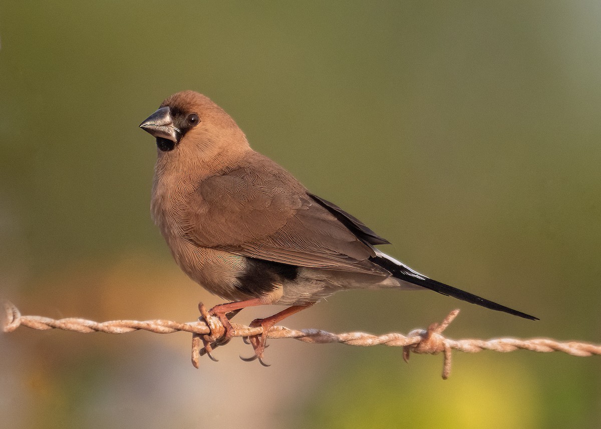 Masked Finch - ML476174241