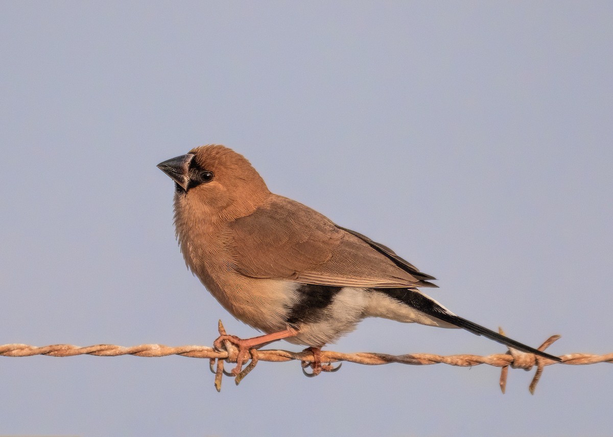 キバシキンセイチョウ - ML476174251