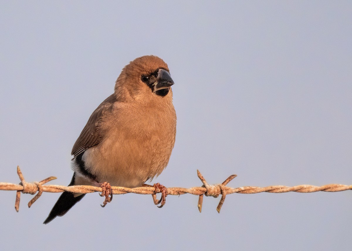 Masked Finch - ML476174261