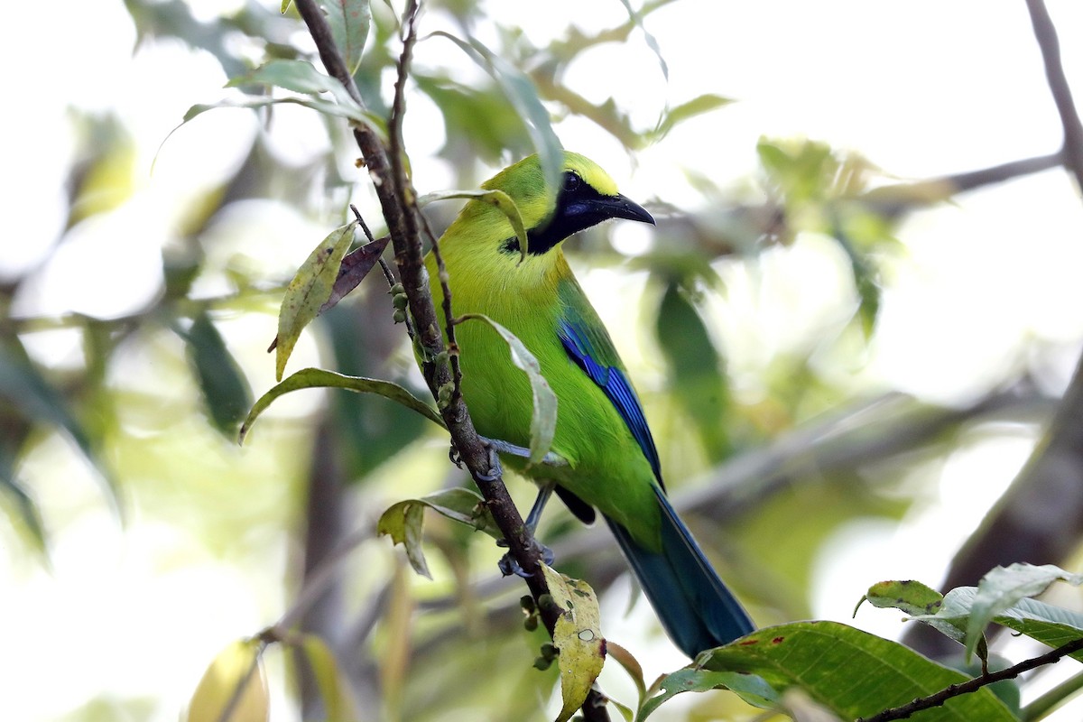 Blue-winged Leafbird - ML476175271