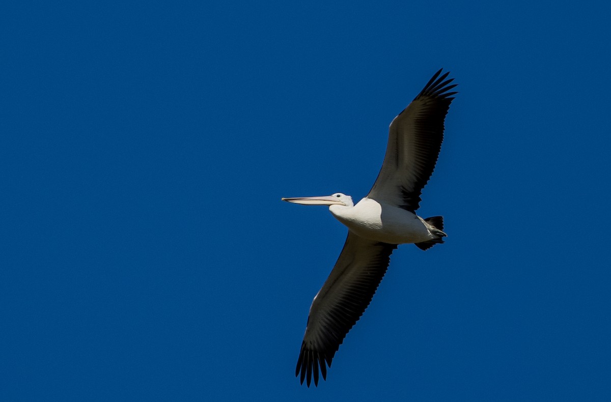 Australian Pelican - ML476175581