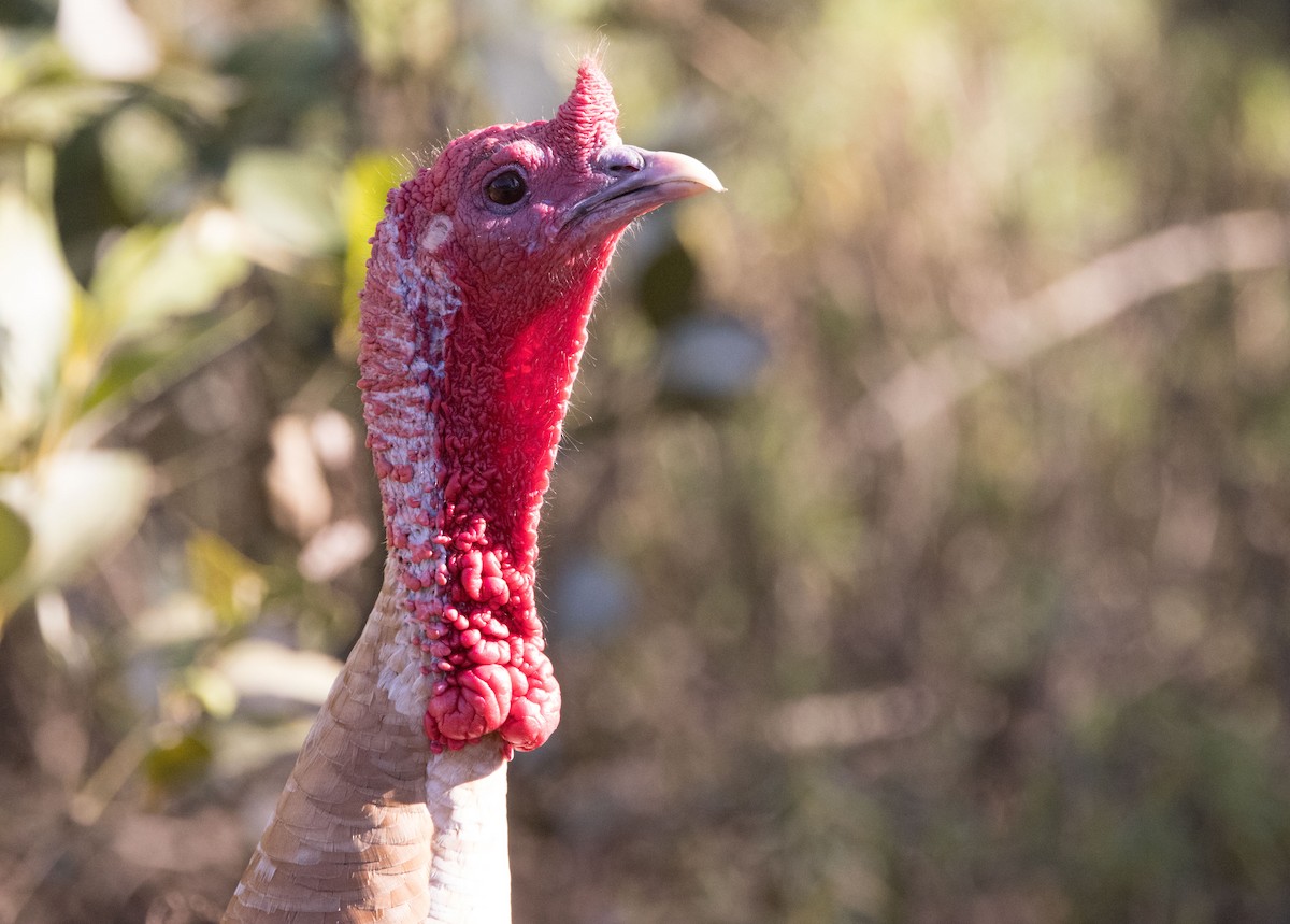 Wild Turkey (Domestic type) - ML476175971