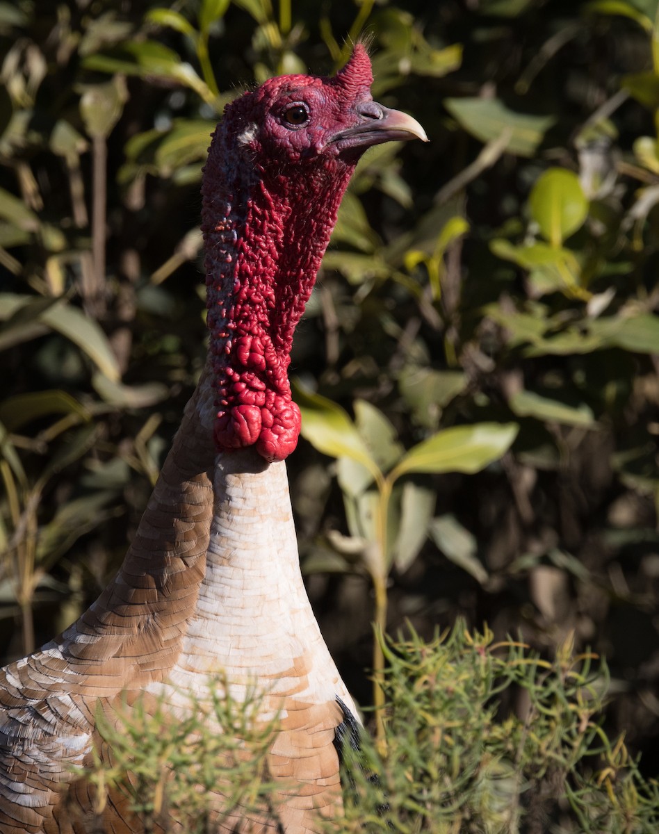 Wild Turkey (Domestic type) - ML476175981
