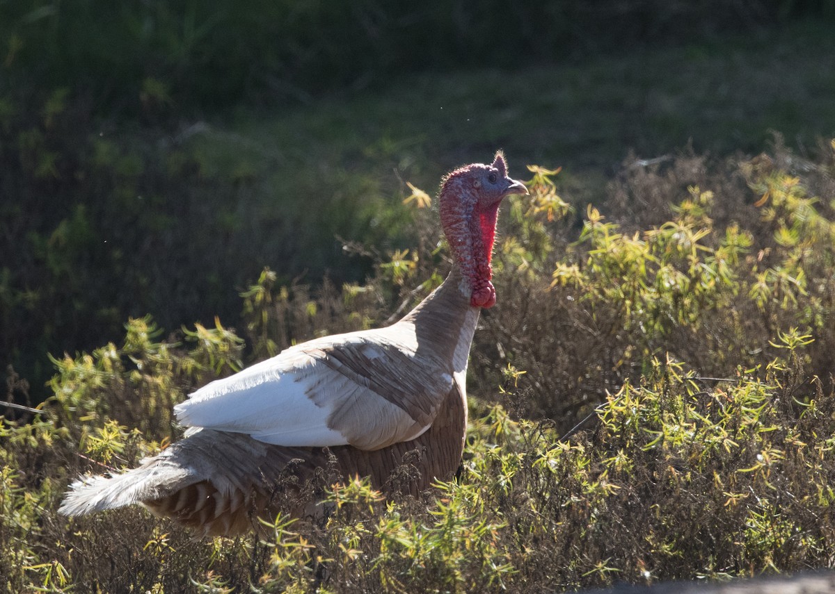 Wild Turkey (Domestic type) - ML476176011