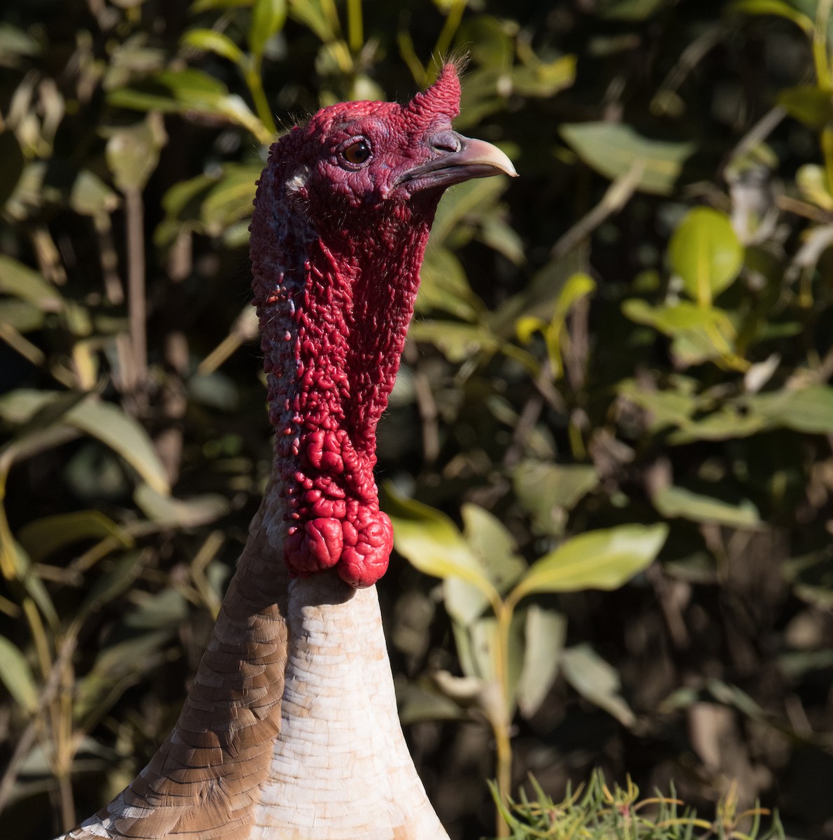 Wild Turkey (Domestic type) - ML476176021