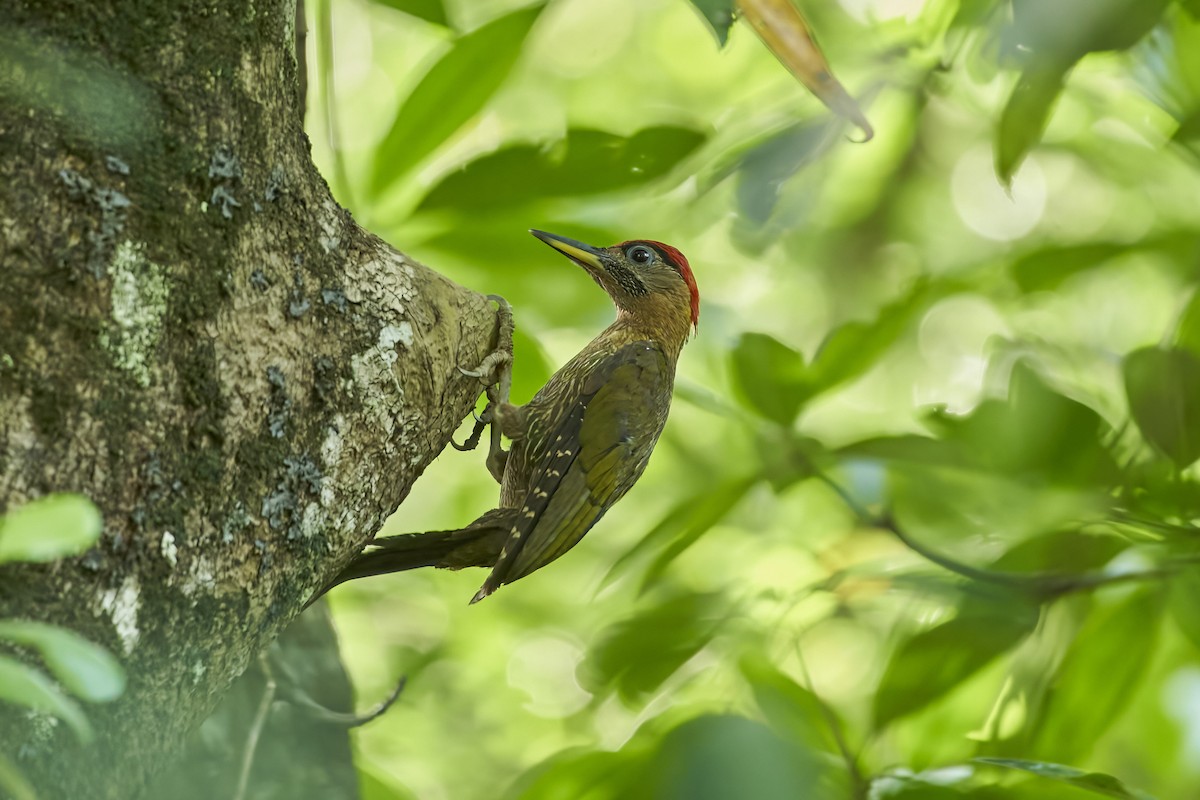 Streak-breasted Woodpecker - ML476177701