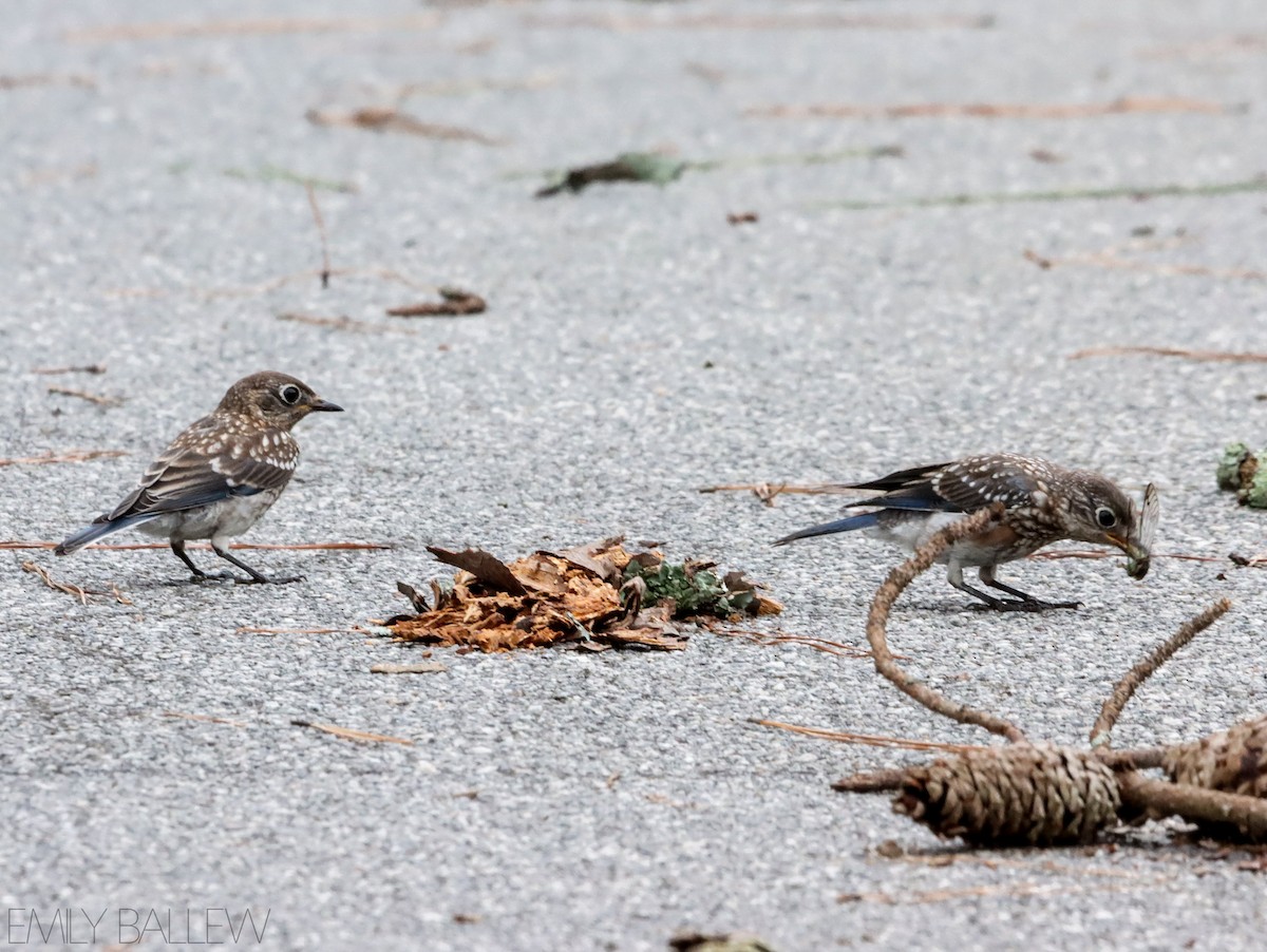 Eastern Bluebird - ML476178141