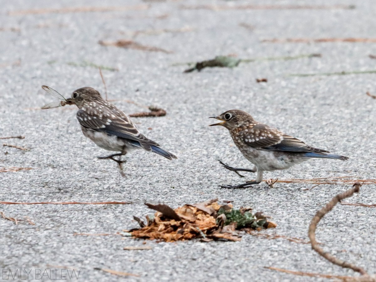 Eastern Bluebird - ML476178181