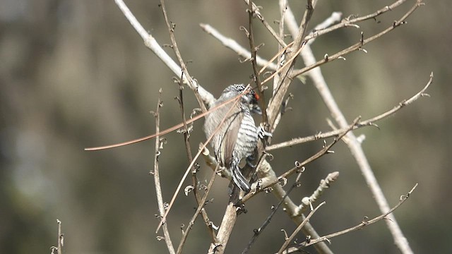 Добаш зебровий - ML476178651