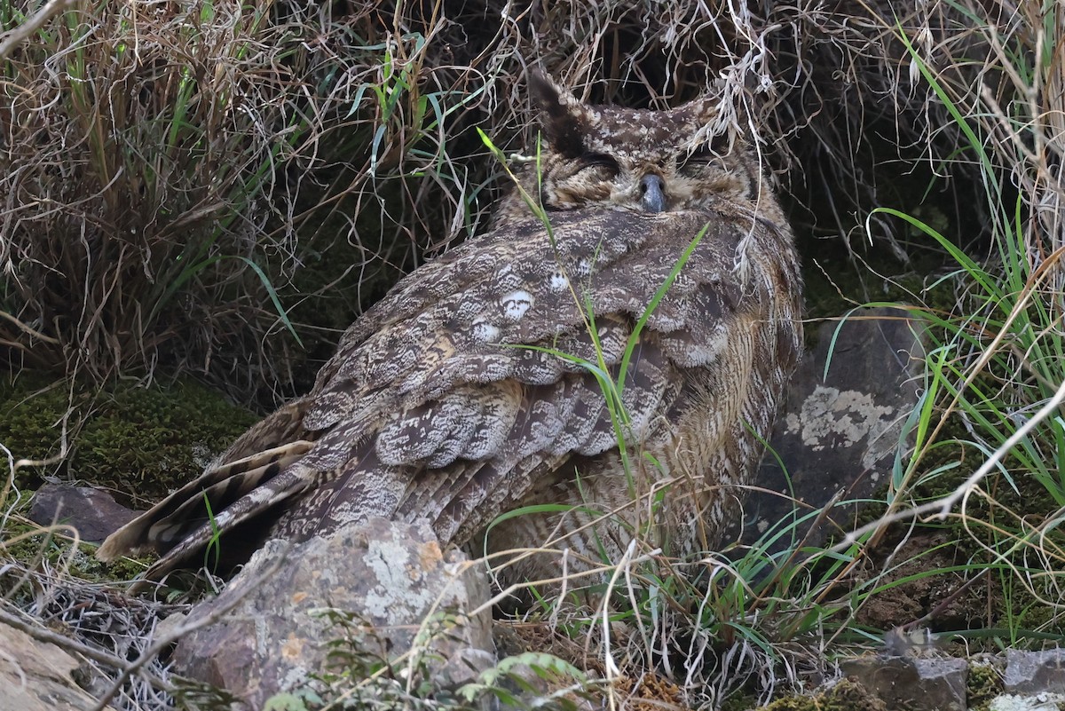 Arabian Eagle-Owl - ML476178761